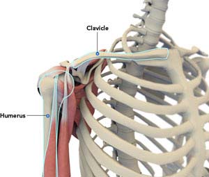 Shoulder Anatomy 
