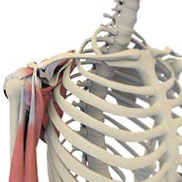 Shoulder Joint Replacement